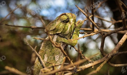 Preview: Closeup of a Common chameleon on a dry branch in a field under the sunlight in Malta