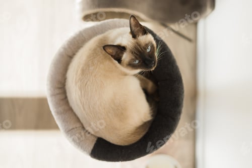 Preview: Portrait of elegant beige Siamese cat lying with blue eyes. Pet sits comfortably. Sleek well-groomed