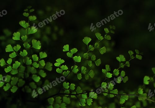 Preview: Background of fern leaves on the dark