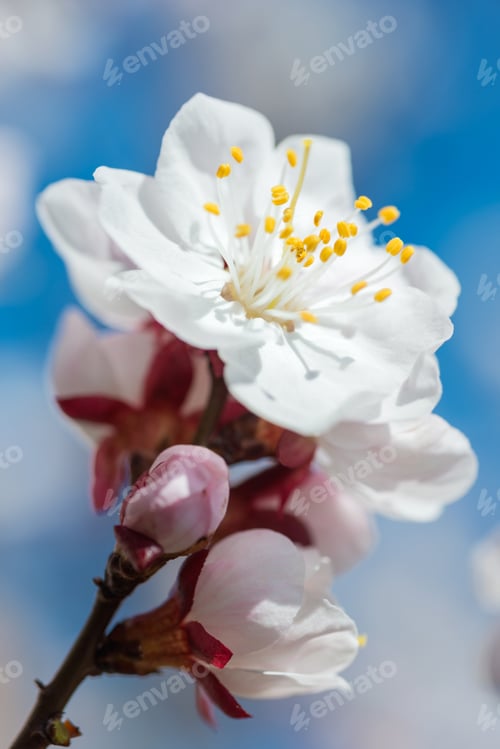 Preview: White flowers close-up photo