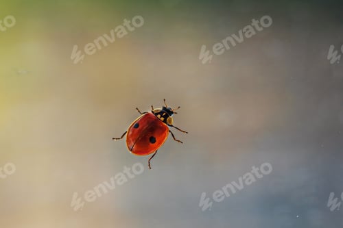 Preview: Red ladybug on the glass