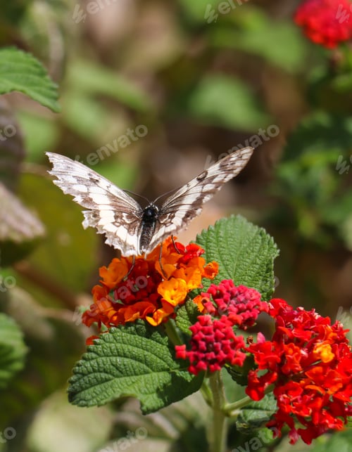 Preview: Butterfly melanargia galathea with white and brown color wings pollinating red and yellow flower.