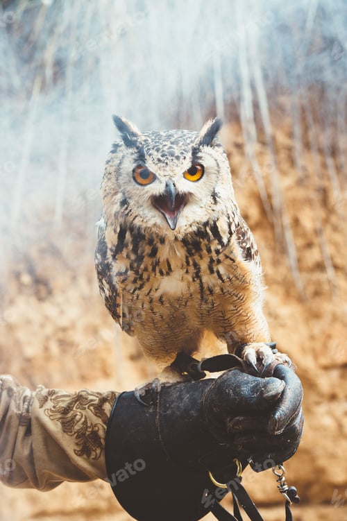 Preview: Owl on hand in smoke