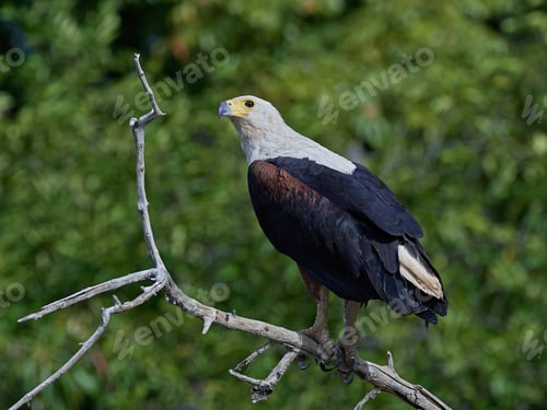 Preview: African fish eagle (Haliaeetus vocifer)