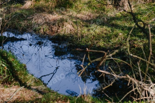 Preview: Quiet Forest Stream