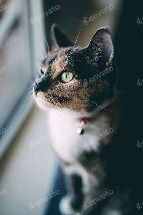Preview: Vertical closeup shot of an adorable green-eyed cat looking out of the window