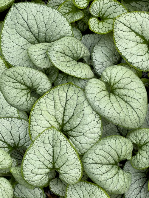 Preview: Gardening - Covering of grren leaves