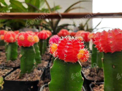 Preview: Closeup of colorful cacti in a greenhouse with vibrant red and yellow tops, with blurred background