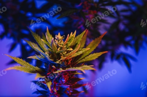 Preview: marijuana bud closeup , marihuana macro