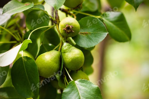 Preview: Ripe pear on green tree branch. Harvest under sunshine