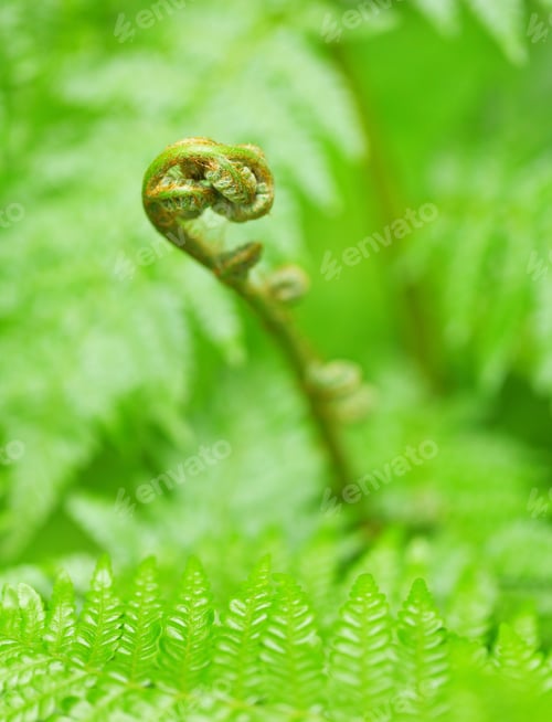Vista previa: Planta verde