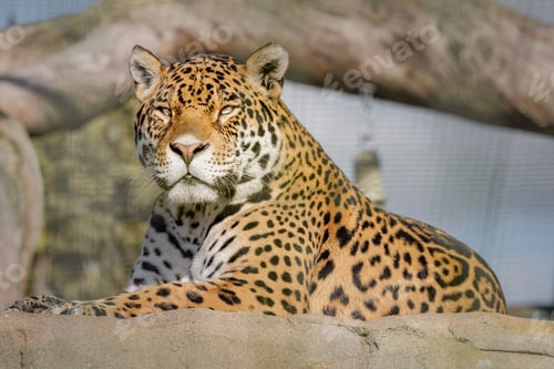 Preview: Closeup shot of a beautiful jaguar lying on the rock