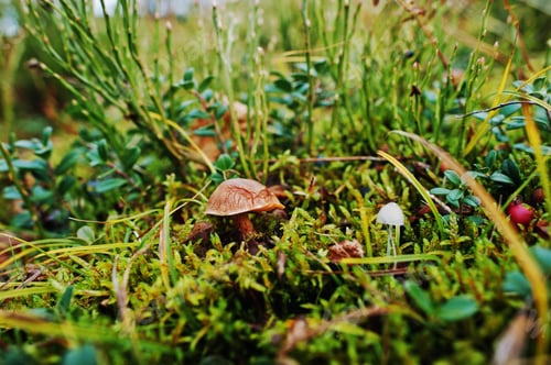 Preview: One red and one white small mushroom at forest on cowberries.