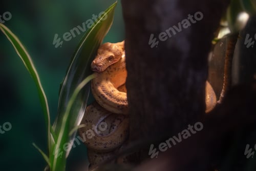 Preview: Amazon Tree Boa snake (Corallus hortulanus)