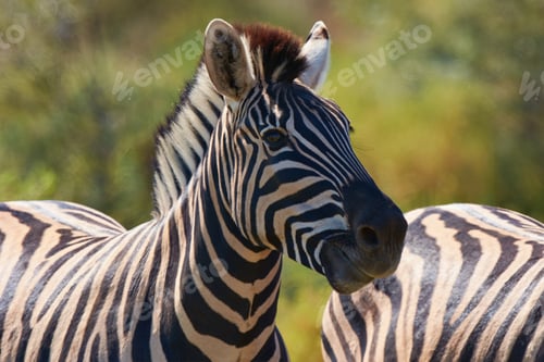 Preview: Black and white beauty of the wild. Shot of two zebras grazing in the wild.