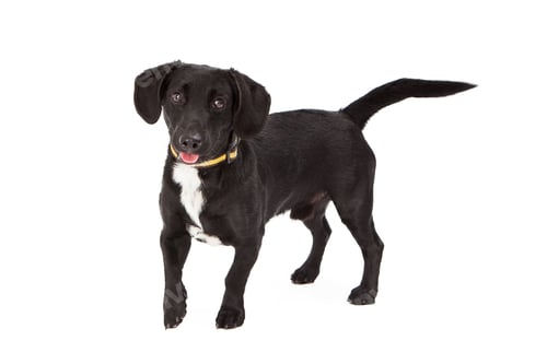 Preview: Cute Little Black Dog