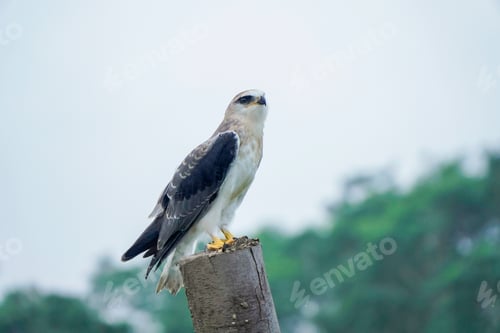 Preview: Black-winged kite (Elanus caeruleus)