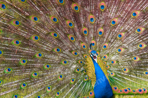 Preview: Shot of the peacock with its beautiful feathers showing to everyone in the zoopark
