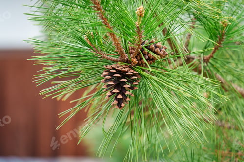 Preview: Pine cone and fresh pine needles on branch in the garden