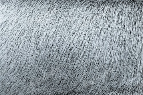 Preview: Fluffy Texture Of Fur Of Wild Animals Of Silvery Color For Abstract Backgrounds