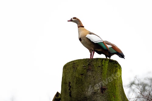 Preview: Egyptian Goose Perched on a Weathered Tree Stump Against a Gray Sky