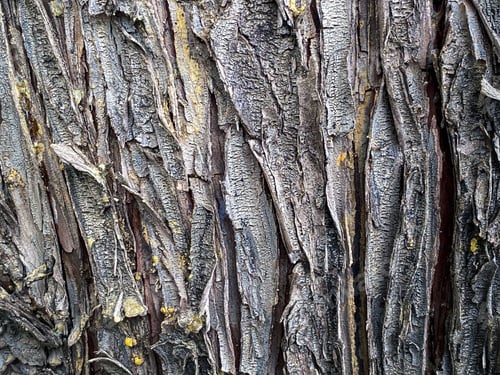 Preview: Cracked bark of the old trunk tree in autumn forest. Wooden textured background