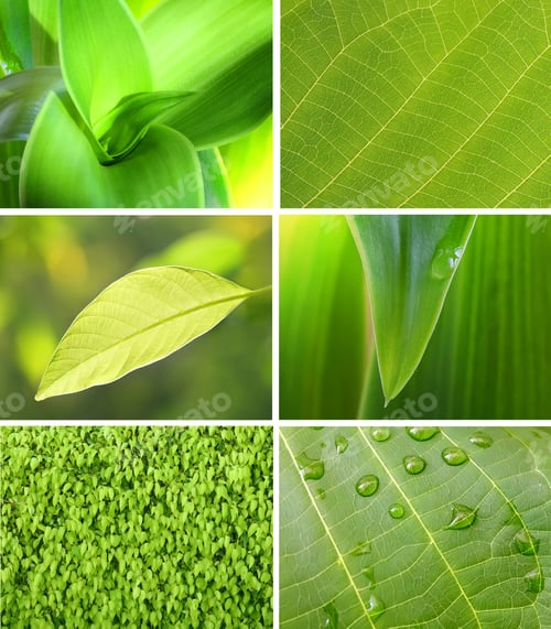 Preview: Collection of green leaf.
