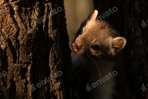 Preview: Beech marten or Martes foina also known as stone marten or white-breasted marten