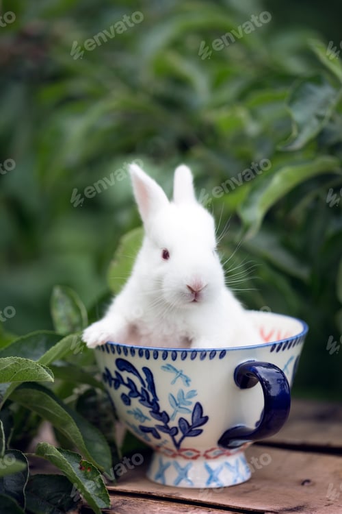 Preview: little white rabbit at the cup