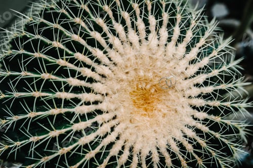 Preview: Two silver wedding rings or two white gold rings lie on the background of a round tropical