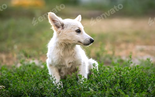 Preview: non-pedigree dog on the grass