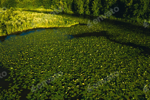 Preview: Top view of the Svisloch river in the city's Loshitsa Park with lilies at sunset.Beautiful
