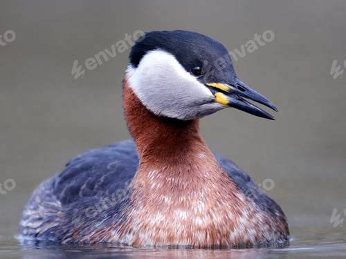 Preview: Red-necked grebe (Podiceps grisegena)