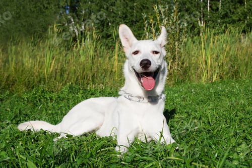 Preview: Funny smiling white dog on a grass in a park.