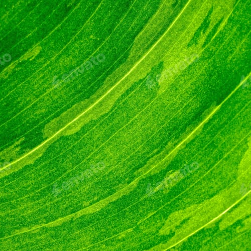 Preview: leaf abstract