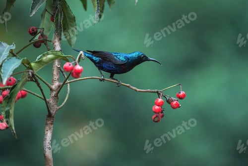 Preview: Purple sunbird