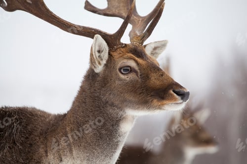 Preview: Deer close-up