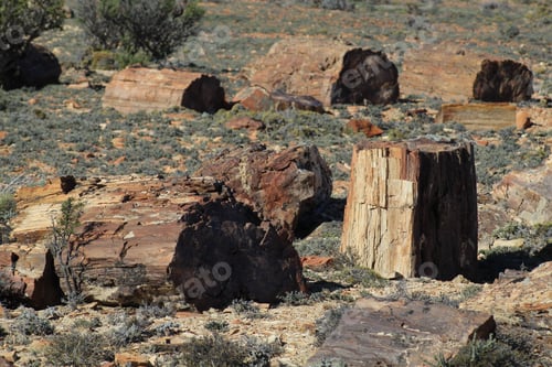 Preview: Large pieces of petrified wood on a sunny day in Petrified Forest National Park is in Arizona, USA