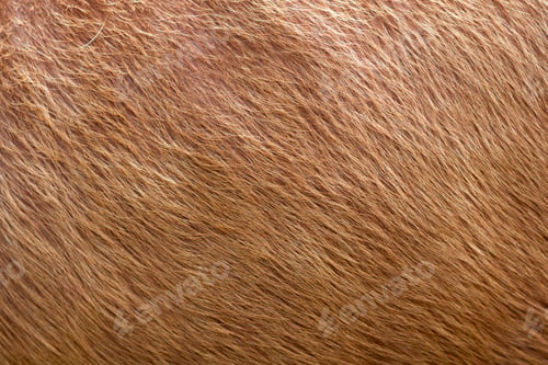 Preview: Close up of brown soft wool texture background. Natural fluffy fur of sheep