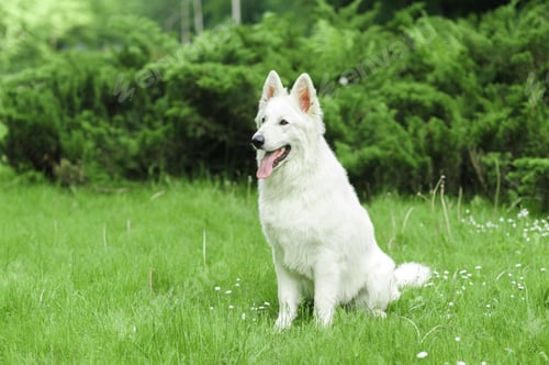Preview: Labrador retriever lying in green grass - blue sky on background