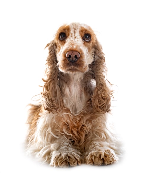 Preview: English Cocker Spaniel