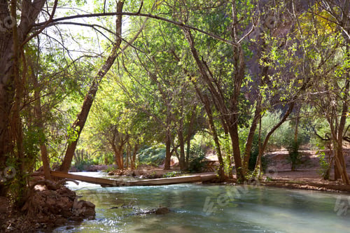Preview: Creek in the forest
