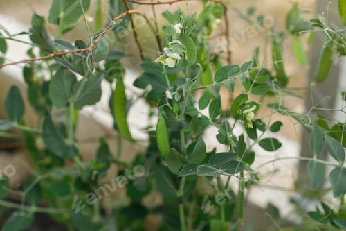 Preview: Green pea growing in urban garden. Pea leaves, flowers and ripe Pisum sativum close up