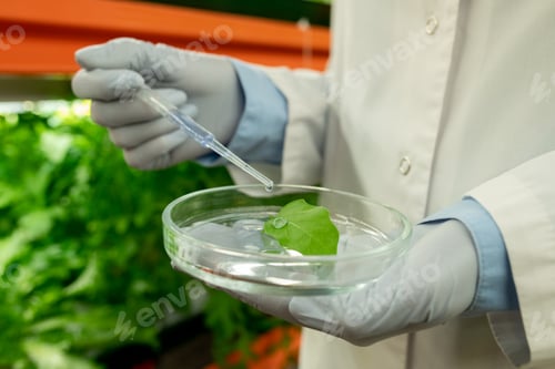 Preview: Agricultural biologist holding research in greenhouse
