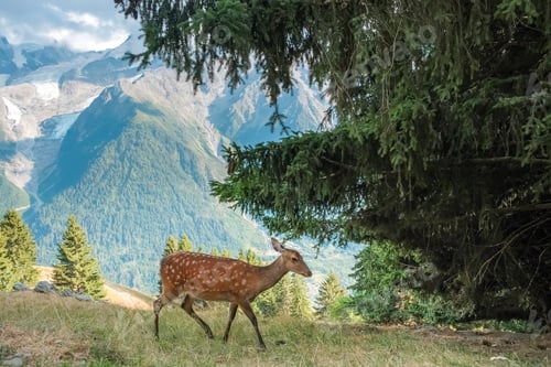 Preview: A captive deer walks down a mountainside in the alps.