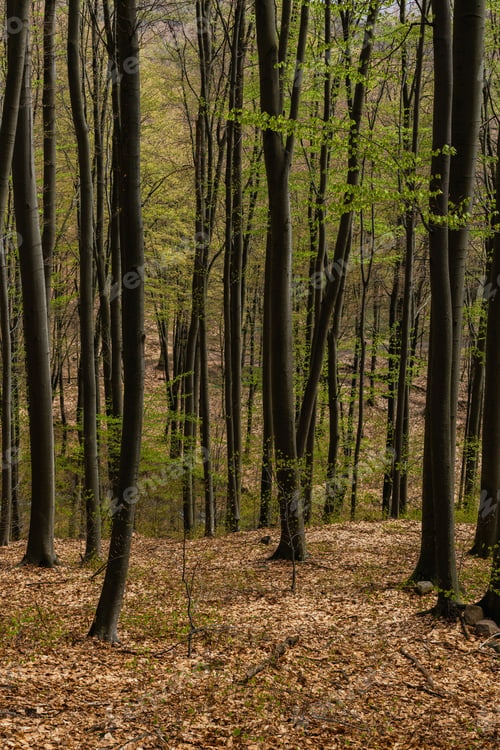 Preview: Trees with green leaves in mountain forest