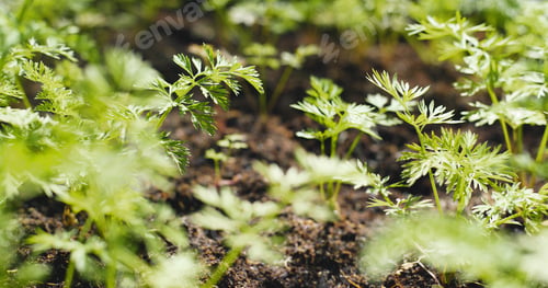 Preview: Green herb in farm
