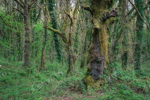 Preview: Impenetrable thicket of brambles and trees crowded into an oak forest