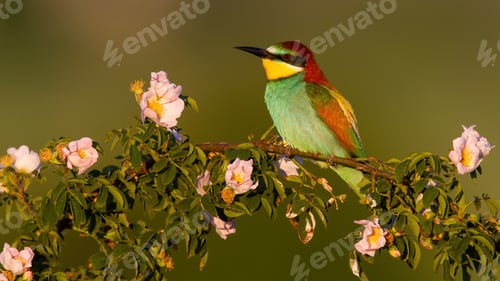 Preview: European bee-eater resting on blooming rosehip in summer