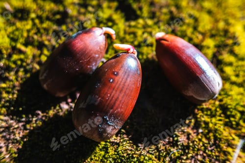 Preview: Acorns on the mossy ground of a forest, with sprouts during their germination